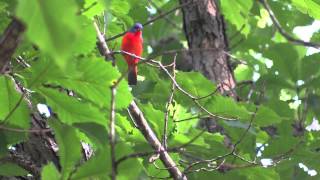 Painted Bunting Song Chipping Singing Fluttering Feeding [upl. by Damick623]