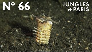 Hidden Killer The Bobbit Worm Anilao Philippines [upl. by Ednalrym]