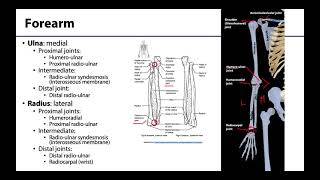 Upper Limb  Bones amp Joints [upl. by Arman]