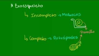 Sistemas esqueléticos  Zoologia  Biologia [upl. by Reppiks989]