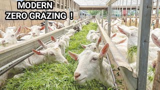 Why You Need To Consider ZERO GRAZING Goats 2023  FARM TOUR DETAILED [upl. by Yeoz]