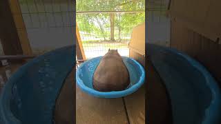 Hippo Farting in a Tiny Water Bowl  Cutest Splash Ever [upl. by Jevon868]