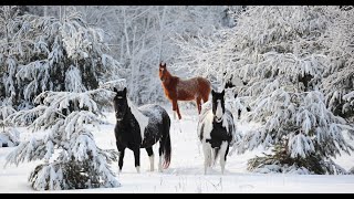 5 minutes of horses enjoying snow [upl. by Saixela]