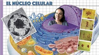 El núcleo célular  2º de Bachiller BioESOsfera [upl. by Eolanda]