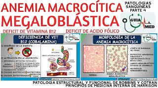 ANEMIA MEGALOBLÁSTICA FISIOPATOLOGÍA  GuiaMed [upl. by Ellmyer]