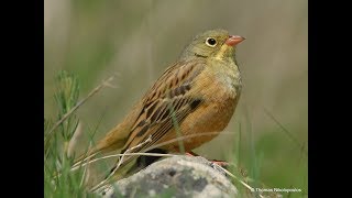 Ortolan bunting Emberiza hortulana Βλαχοτσίχλονο [upl. by Norvall]