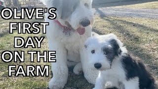 Old English Sheepdog Puppy Finds a New Home on Our Farm [upl. by Mackenzie]