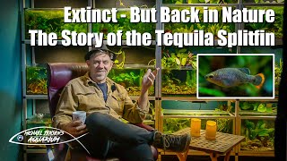 Extinct but back in nature  The Story of the Tequila Splitfin [upl. by Nirrej308]