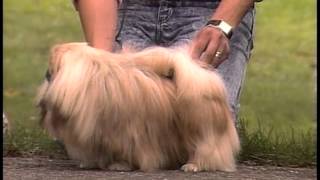 Pekingese  AKC Dog Breed Series [upl. by Chemash]