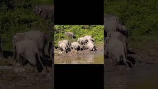 elephant crossing the river 🐘🐘 elephannature babyanimal animals elephante babyelephant nature [upl. by Shifra]