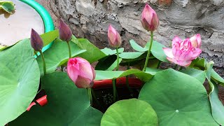 Three important times to fertilize potted lotus  growing lotus at home [upl. by Barra]