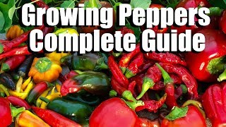 How to Grow Peppers from Seed to Harvest  Complete Guide with Digital Table of Contents [upl. by Bathsheba]