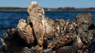 From the Field A glimpse into a restored Chesapeake oyster reef [upl. by Fanning]