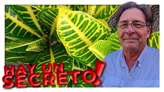 ¿Cómo se cuida la planta de crotón [upl. by Adonis651]