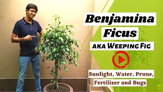 Ficus BenjaminaWeeping Fig complete care  Air Purifier  Bonsai Plant [upl. by Adnilev134]