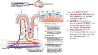 Pathology Made EasySystemic Pathology 2 GIT diseases2 Gastric Diseases [upl. by Neilla39]