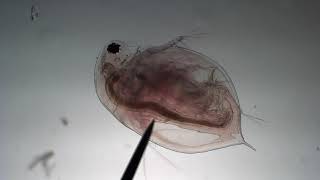 Daphnia Beating Heart  2019 [upl. by Arman]