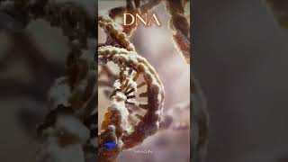 The DNA 🧬  deoxyribonucleic acid  Medical 🩺 3D Animation Video  shorts dna [upl. by Nyret]