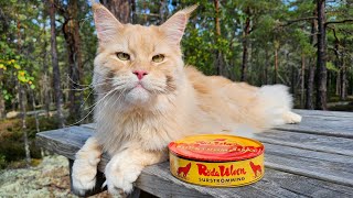 Cat Tries Surströmming  The Smelliest Food In the World [upl. by Llerud]