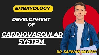 Cardiovascular system development  Primary and Secondary heart fields  Embryology [upl. by Nosloc]