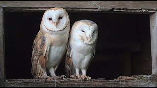 Barn Owl Pair Search For Perfect Nest 🦉🦉 Willow amp Ghost  Robert E Fuller [upl. by Bulley]