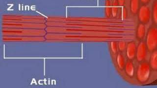 Muscular System Sliding Filament Theory 1 [upl. by Ikciv]