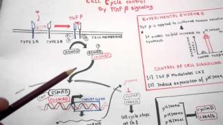 Cell cycle regulation by TGFbeta signaling [upl. by Garek]