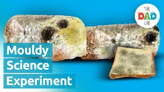 Mouldy Bread Science Experiment [upl. by Andriette]