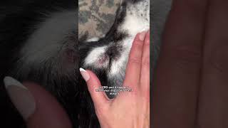 Zinc responsive dermatosis in huskies and sled dogs husky huskies [upl. by Hacissej]