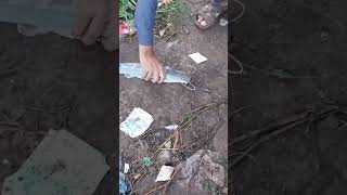 Singhara Machli Ka Shikar catfish catche fishing [upl. by Meerak367]