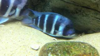 Cyphotilapia gibberosa Samazi blue spawn  PISCES [upl. by Whitford]