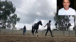 3 YEAR OLD DRESSAGE HORSE FIRST TIME EVER UNDER SADDLE [upl. by Traver]