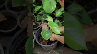 how to care Monstera [upl. by Lagasse685]