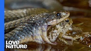 Poisonous Frog Fends Off Snake With Its Toxins [upl. by Gardell]