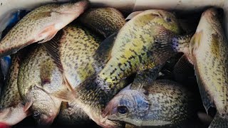 CREEK CRAPPIE FISHING 101🎣LIMIT IN JON BOAT‼️ CREEK CRAPPIE 2024‼️ [upl. by Atinaw]