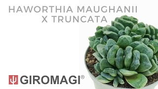 Haworthia maughanii x truncata [upl. by Mezoff]