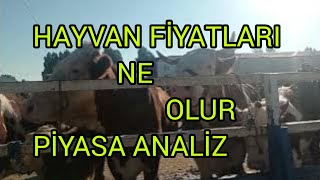 HAYVAN FİYATLARI NE OLUR PİYASA ANALİZ ÖNEMLİ TAKTİKLER [upl. by Azzil39]