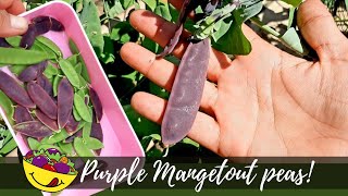 Purple Peas Growing amp harvesting Mangetout UK [upl. by Eahsed100]