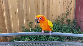 Sun Conure Screaming [upl. by Lyndsay]