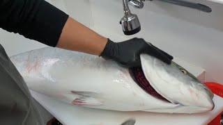 179kg 특 대방어 손질 How to fillet a fish yellowtailブリ [upl. by Bucella372]