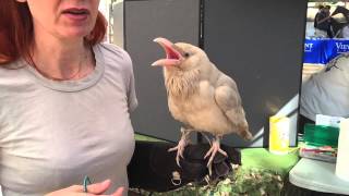 Albino Raven at Bird Fest In Los Angeles [upl. by Ynnob]