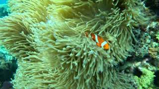 Snorkeling on Balicasag Island Bohol Province Philippines [upl. by Adgam]