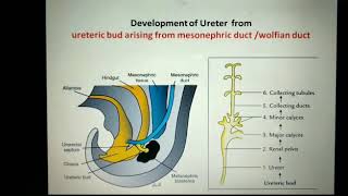 Development of ureter and urinary bladder [upl. by Tannie196]