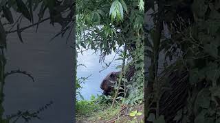 Jonge bever gespot aan het Minnewater in Brugge [upl. by Snave]