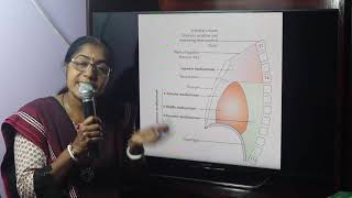 Lecture On Mediastinum [upl. by Druci]