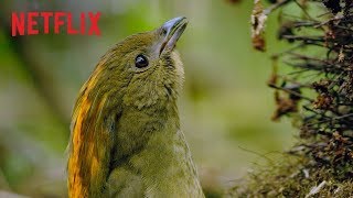 Dancing With The Birds  Clip  Netflix [upl. by Hassett]