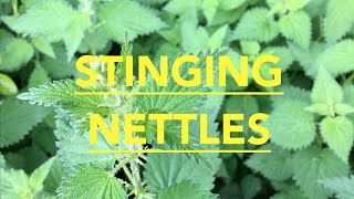 How to prepare stinging nettles [upl. by Mctyre]