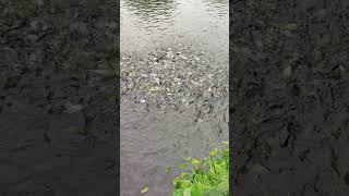 Many small fish are feeding together fish fishing shorts [upl. by Aerdnu]