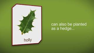 How to plant a Holly Tree Shrub or Hedge by Heathwood Nurseries [upl. by Collbaith]