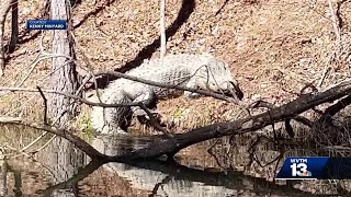 Huge gator spotted on lake in Blount County [upl. by Kuehn35]